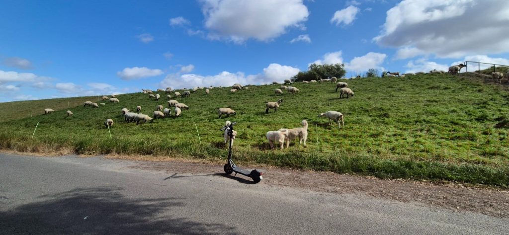 A Segway F2 Pro electric scooter on a dike road with sheep grazing on the slope.